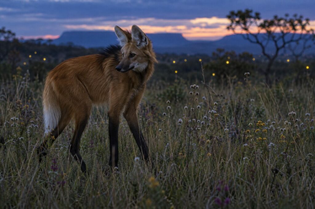 À l’heure bleue — loup à crinière (Chrysocyon brachyurus) parmi les herbes fleuries du cerrado
