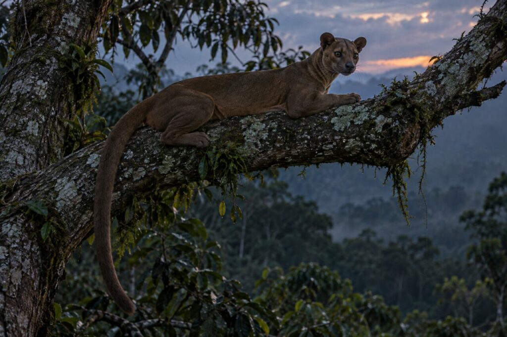 À la tombée du jour, fossa (Cryptoprocta ferox) allongé au-dessus des montagnes malgaches