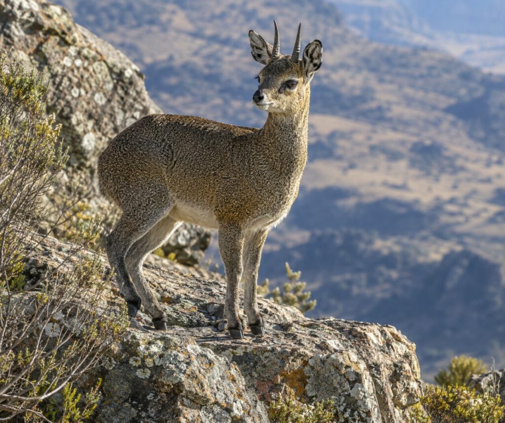 À l’aube, klipspringer sur une corniche de granit