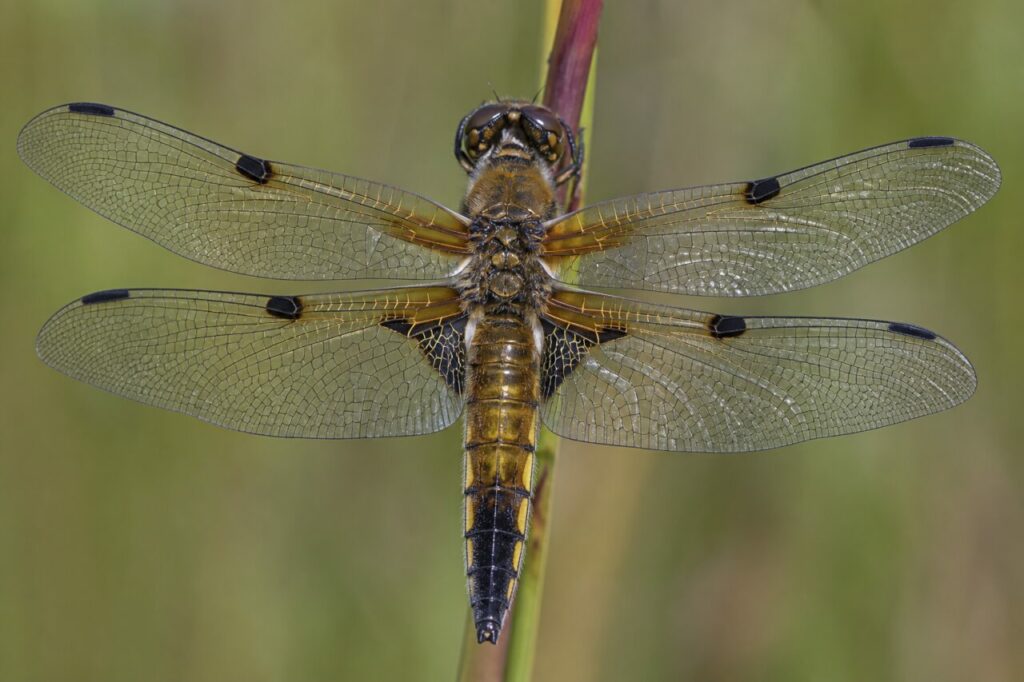 Ailes de Libellula quadrimaculata dans une tourbière européenne
