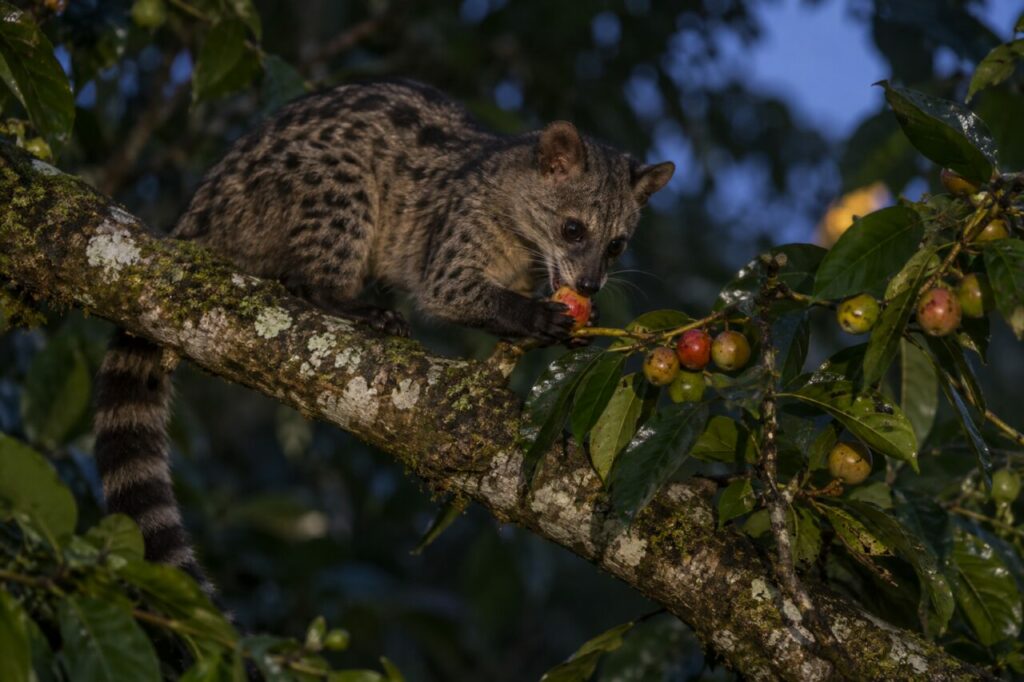 Alimentation: Civette palmiste africaine se nourrissant d’un fruit forestier
