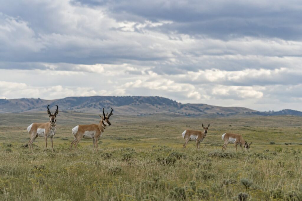 Antilocapra das pradarias — a small group beneath a wide sky