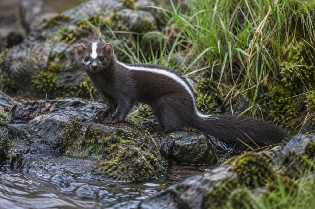 Approche de La belette rayée africaine sur la berge humide près d’un ruisseau de montagne