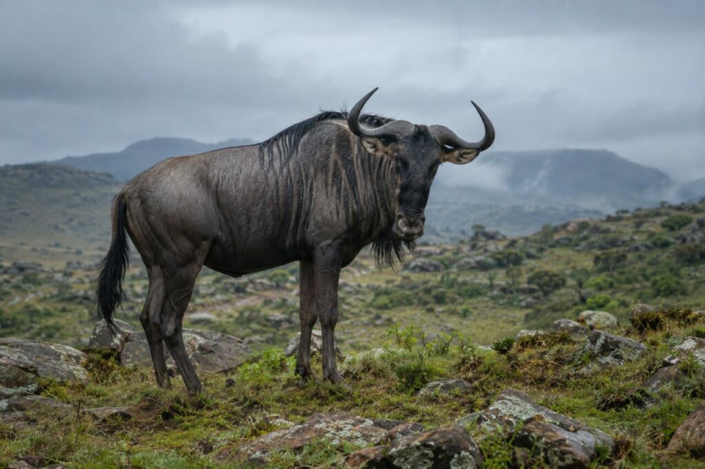 Après la pluie, blue wildebeest sur la berge boueuse