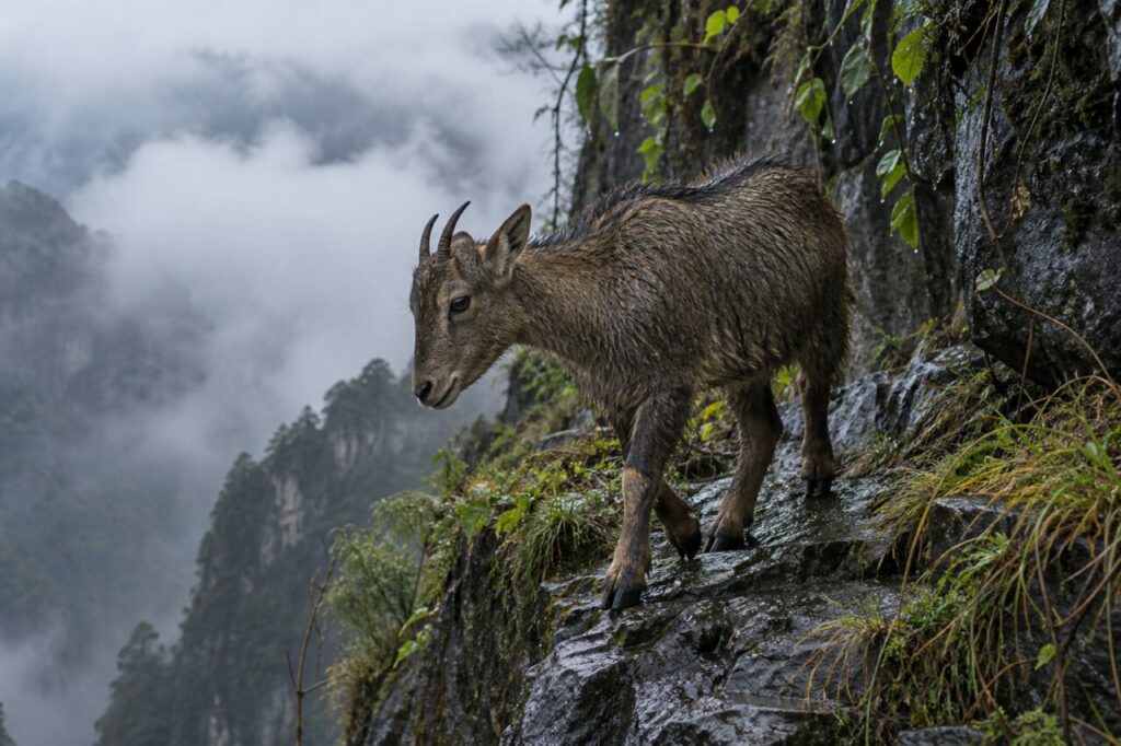 Après la pluie, goral de Chine sur une terrasse rocheuse