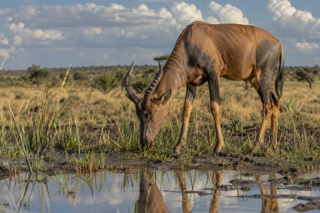 Après la pluie, sassabi commun près de l’eau