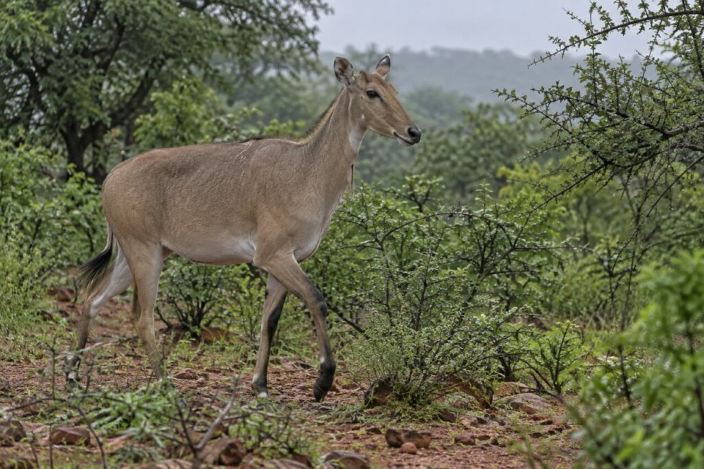 Après l’averse, nilgai dans les fourrés épineux