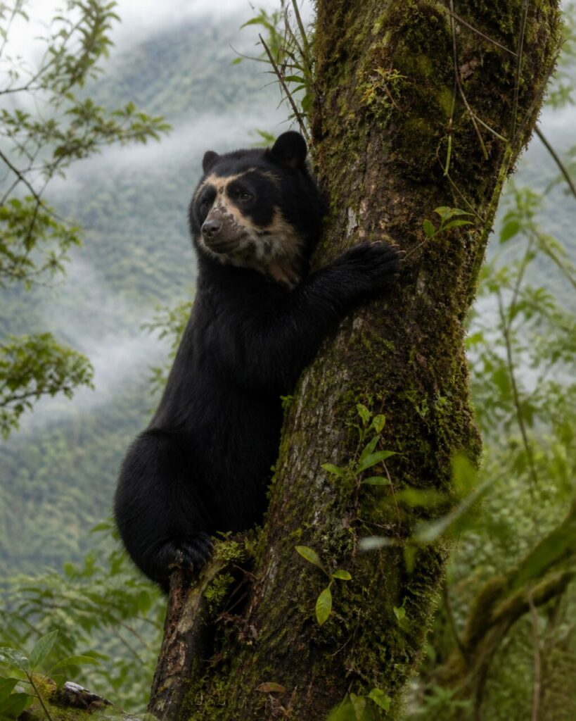 Ascesa nella foresta di nebbia — Orso dagli occhiali