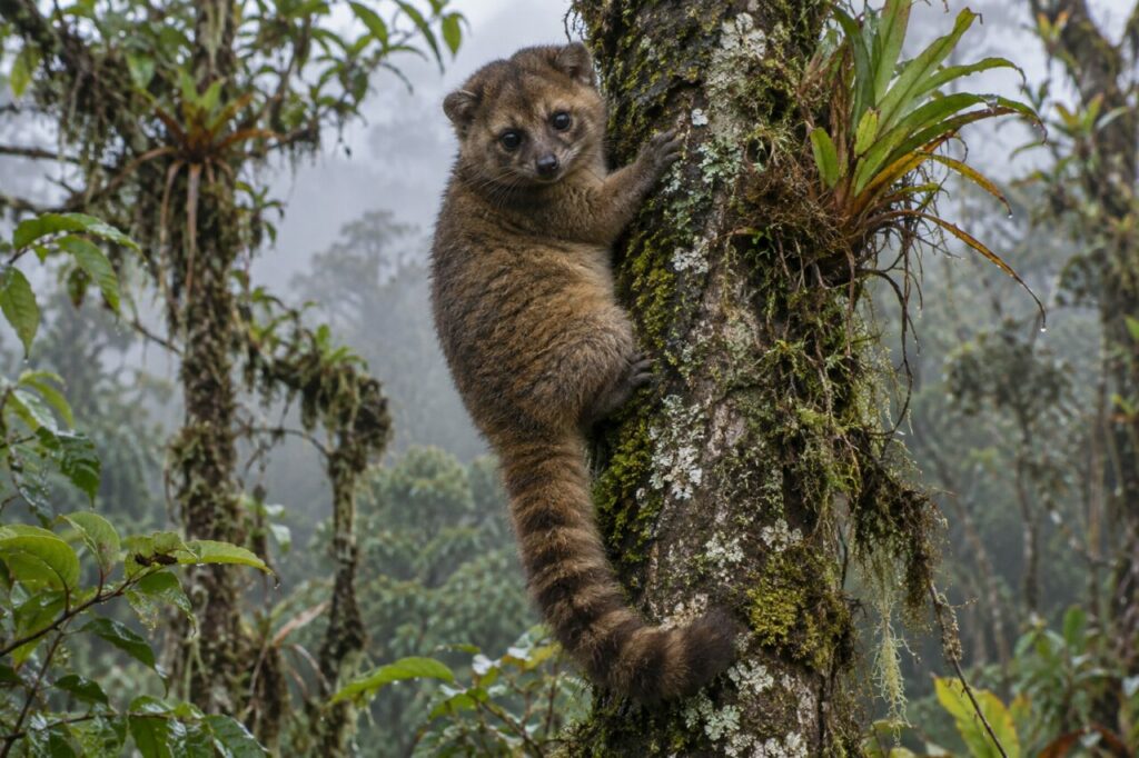 Ascension de l’olinguito sur un tronc couvert de lichens