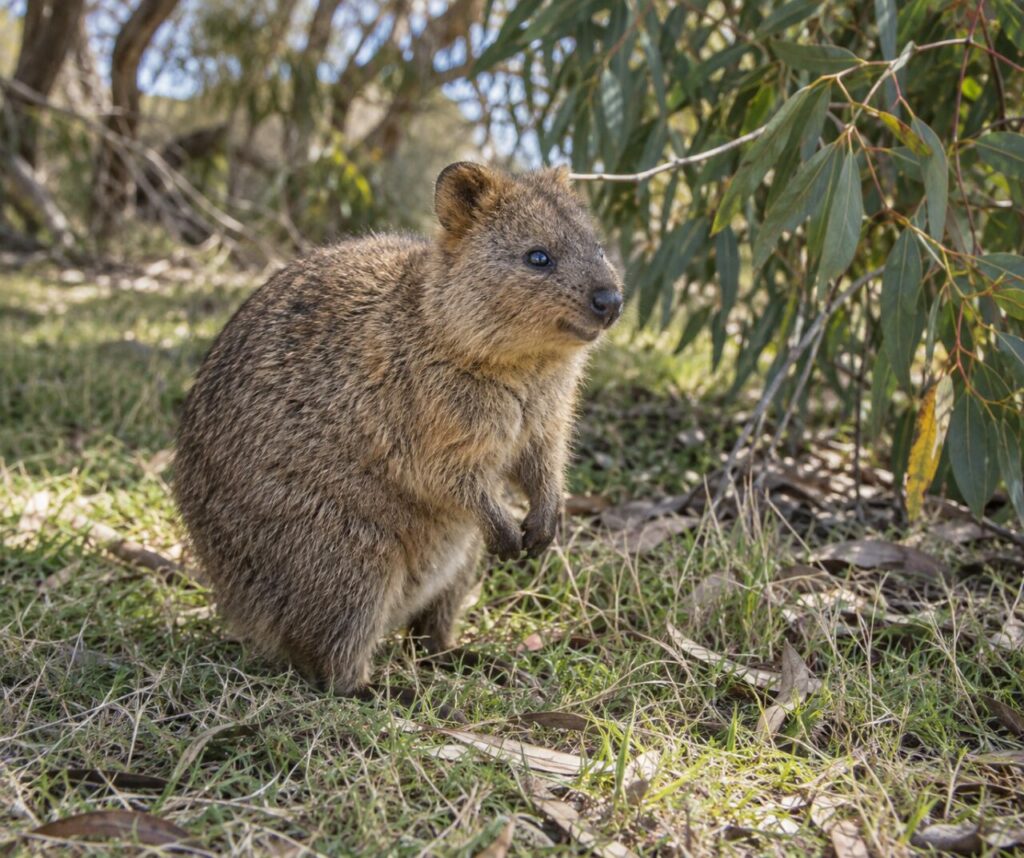Au bord d’une clairière, quokka au pelage brun parmi les herbes (Setonix brachyurus)