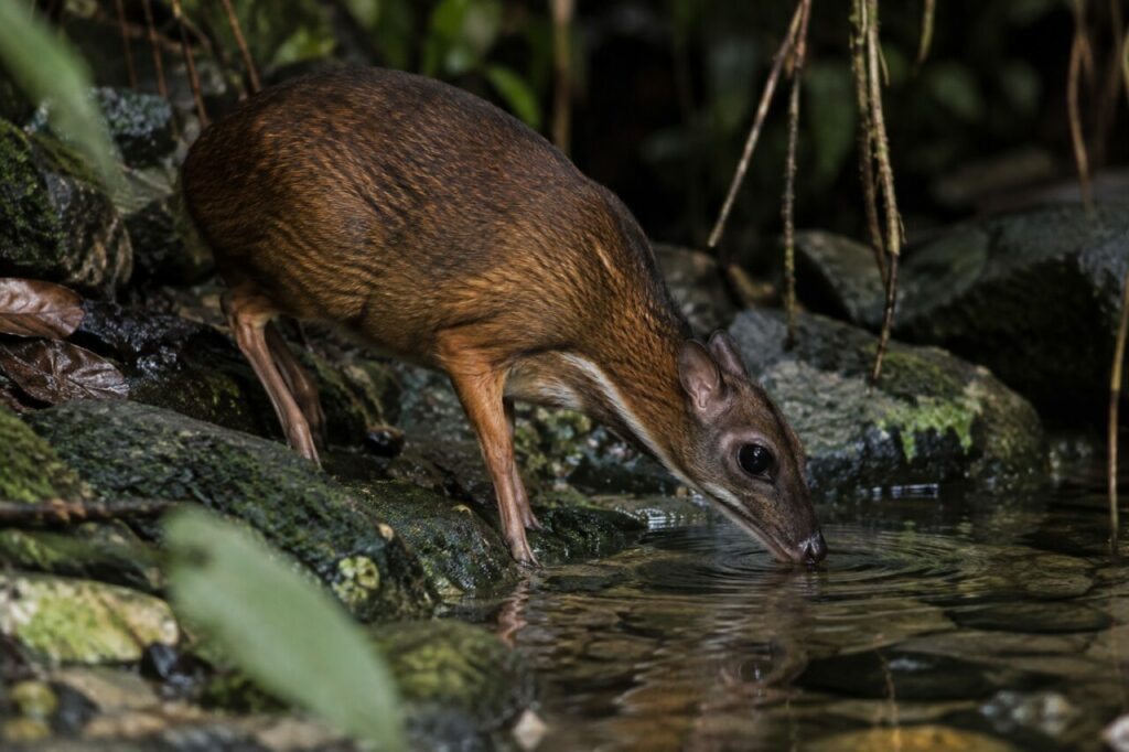 Au bord de l’eau, chevrotain aquatique entre les rochers moussus