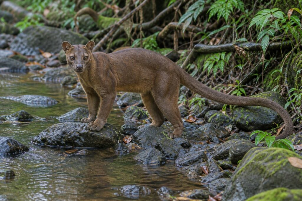 Au bord d’un ruisseau, fossa (Cryptoprocta ferox) sur les rochers humides de Madagascar