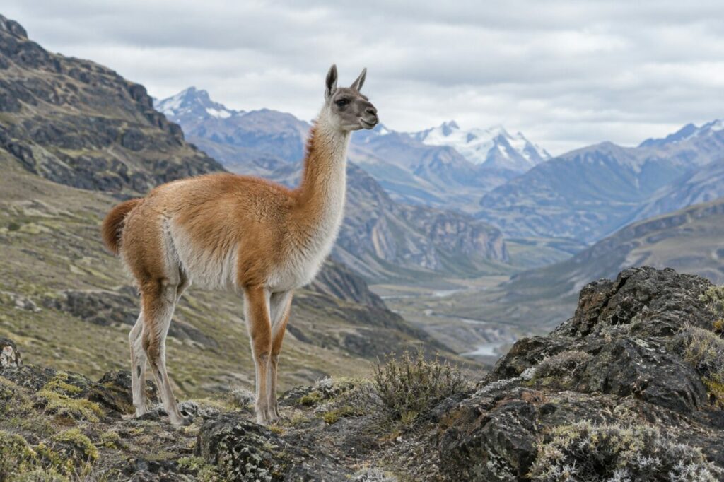 Au fond de la vallée — guanaco (Lama guanicoe) dans une vallée rocheuse des Andes