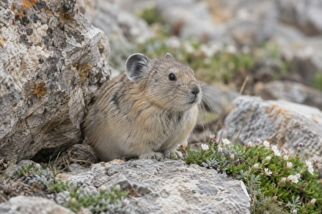 Aube minérale — pika d’Ili (Ochotona iliensis) assis sur une corniche calcaire des Tian Shan