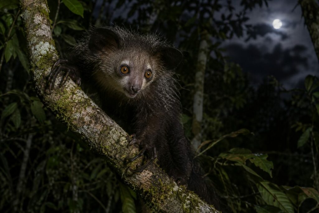 Aye-aye de la forêt malgache — clinging to a mossy branch at night