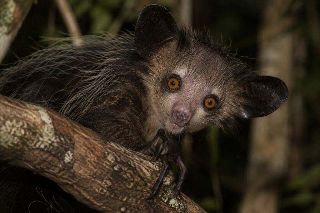 Aye-aye de la forêt malgache — close portrait with huge amber eyes