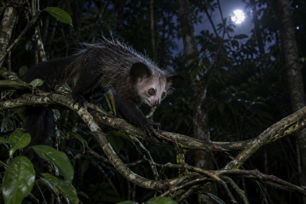 Aye-aye de la forêt malgache — crossing tangled vines in moonlight