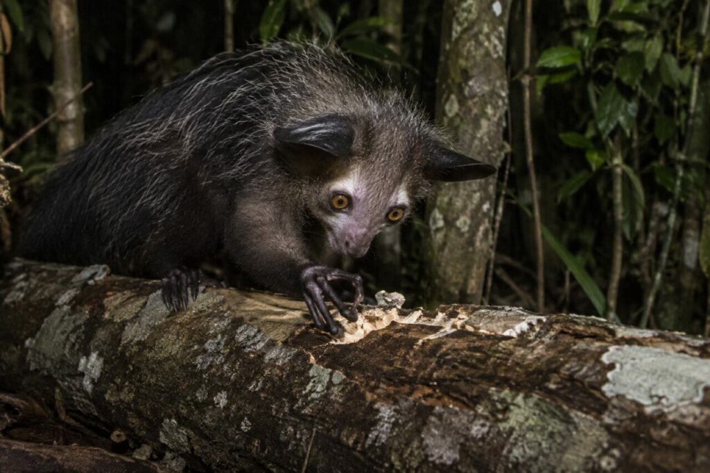 Aye-aye de la forêt malgache — foraging on a fallen trunk