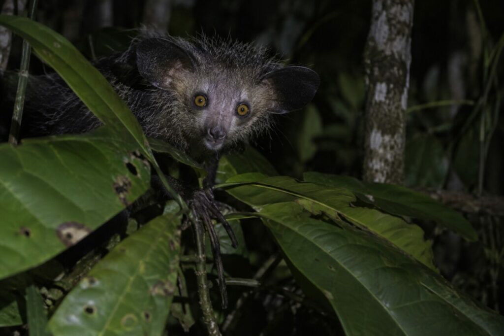 Aye-aye de la forêt malgache — peering from broad rainforest leaves