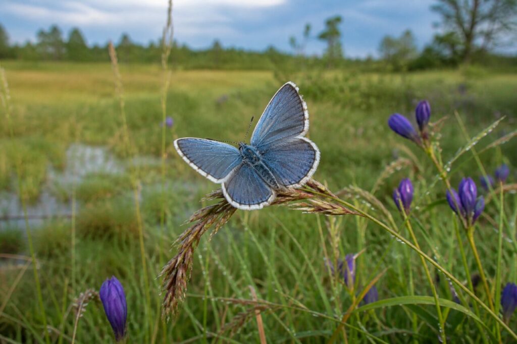 azuré des mouillères aux ailes ouvertes sur une graminée au-dessus d’une prairie marécageuse fleurie à gentianes