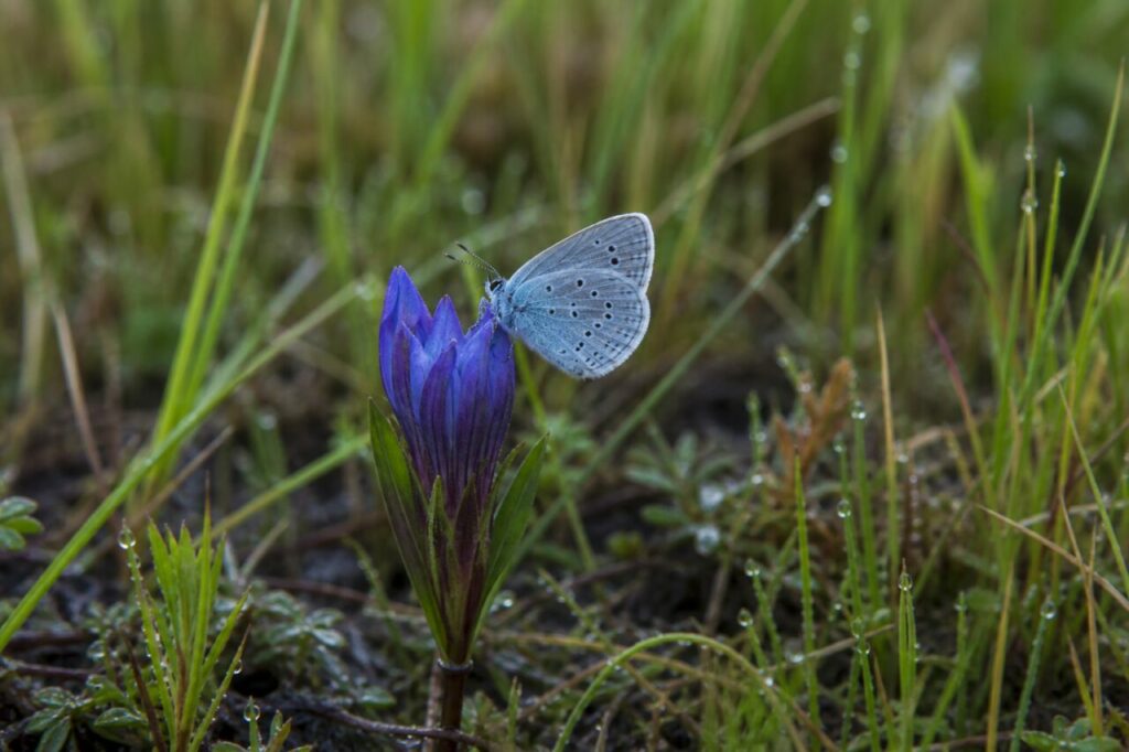 adult Alcon blue resting on marsh gentian in a European oligotrophic wet meadow