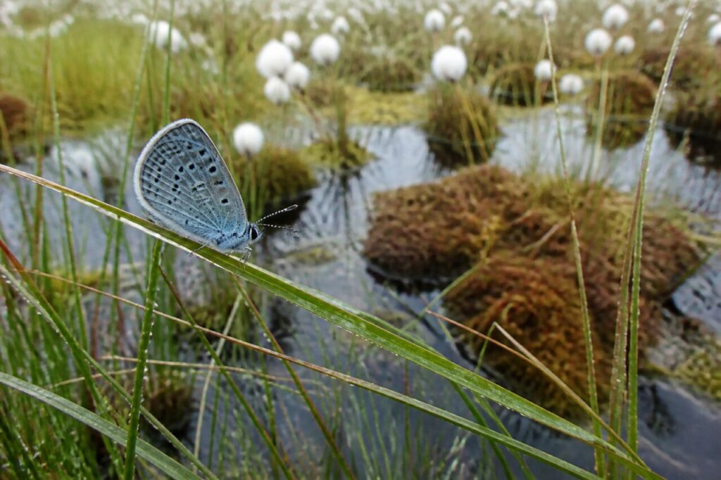 adult Alcon blue in side profile on a sedge above dark bog water in Europe
