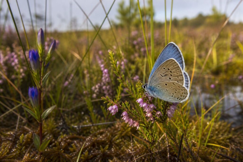 adult Alcon blue alone in three-quarter view on flowering heather in a wet European heathland
