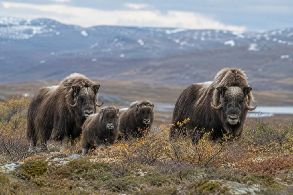 Bœuf musqué de la toundra arctique — a small herd beside low willows