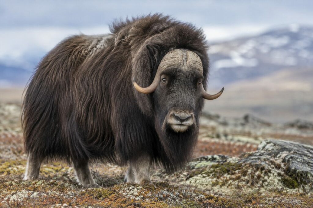 Bœuf musqué de la toundra arctique — close portrait with a thick dark coat