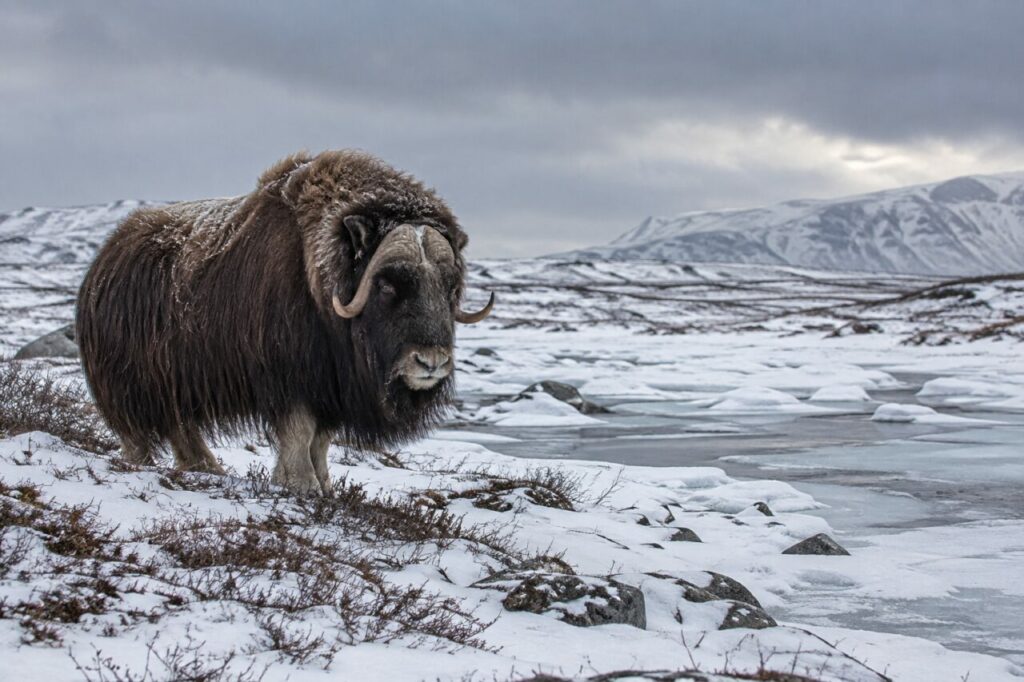 Bœuf musqué de la toundra arctique — near a frozen stream under grey clouds