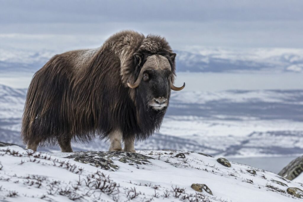 Bœuf musqué de la toundra arctique — standing on a snowy tundra ridge