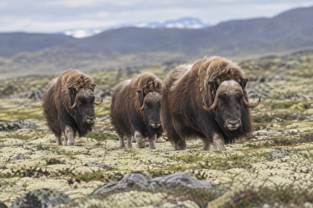 Bœuf musqué de la toundra arctique — walking through pale summer moss