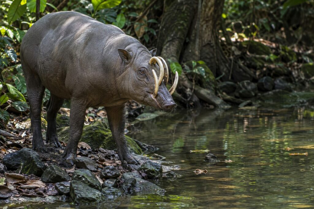 Babirussa de Sulawesi — beside a shaded forest pool