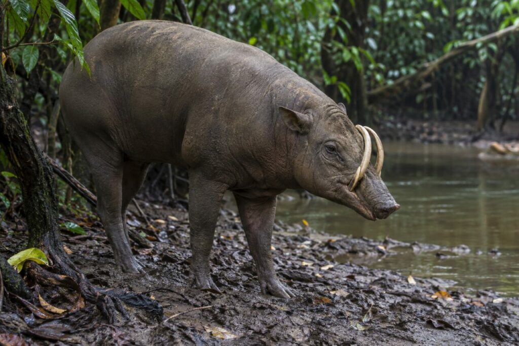 Babirussa de Sulawesi — on a muddy riverbank