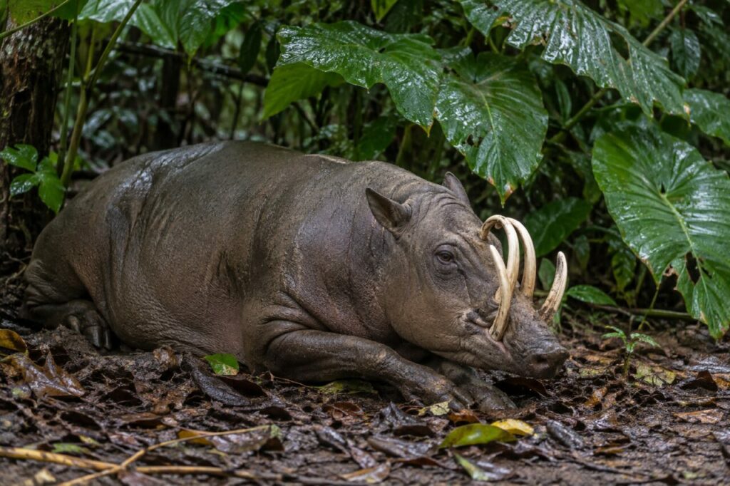 Babirussa de Sulawesi — resting under broad rainforest foliage