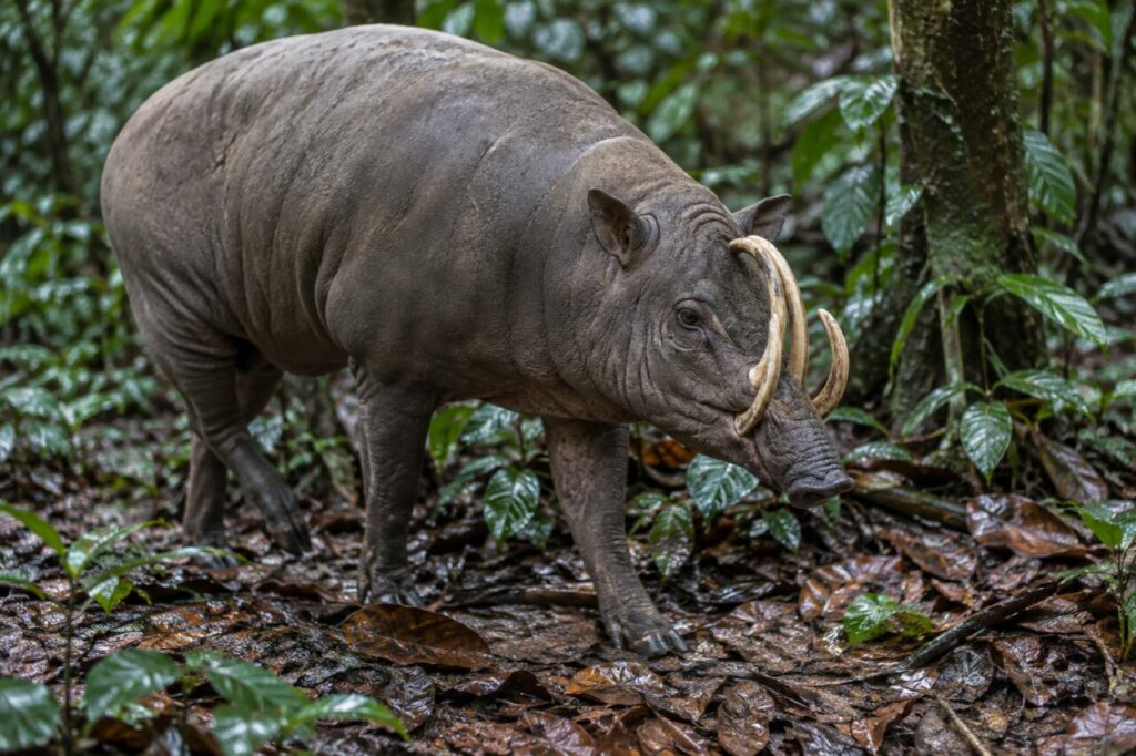 Babirussa de Sulawesi — walking through wet tropical leaves