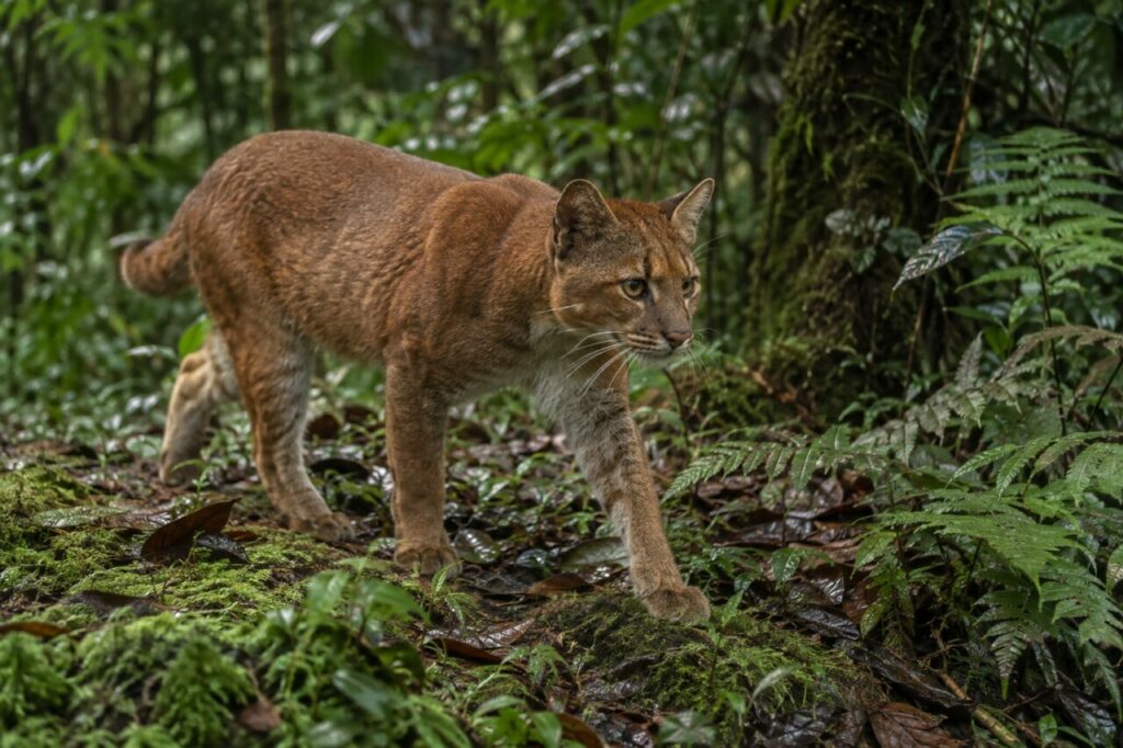 Balade du chat doré africain dans la forêt humide ougandaise