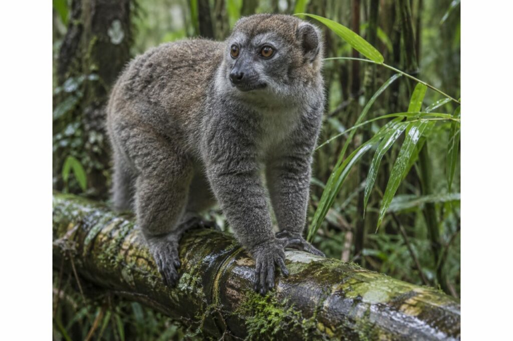Bambou moussu et grand hapalémur dans la forêt humide