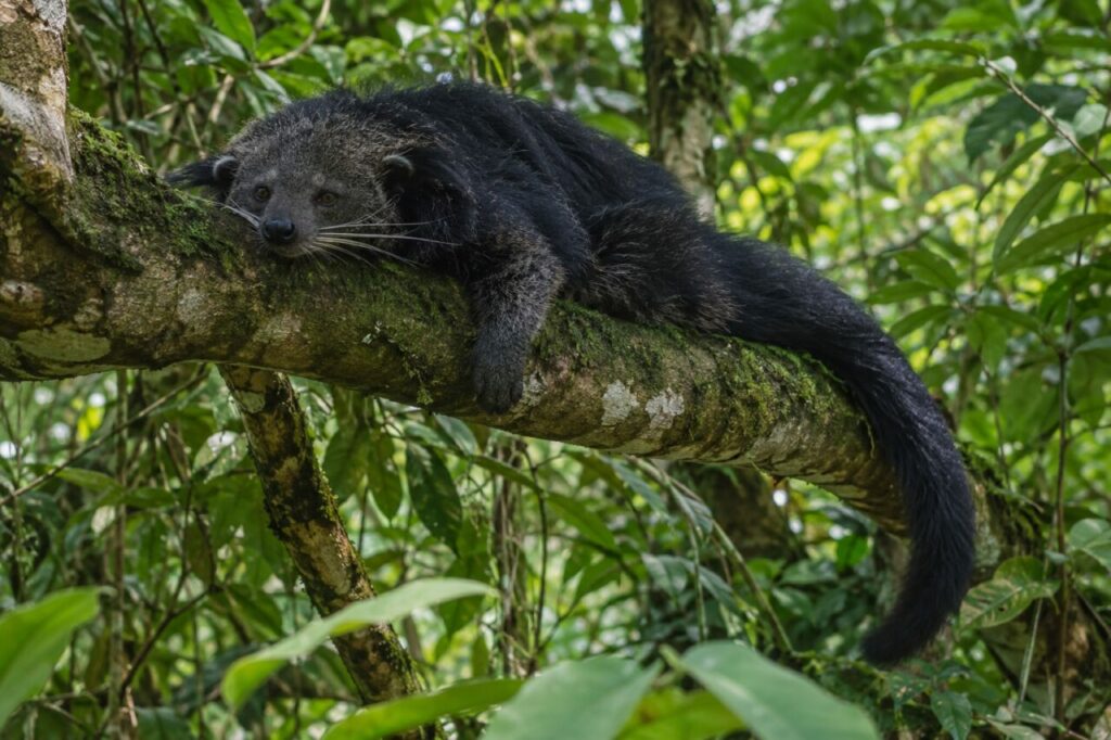 Binturong à fourrure sombre posé sur une branche moussue en forêt humide (Arctictis binturong)