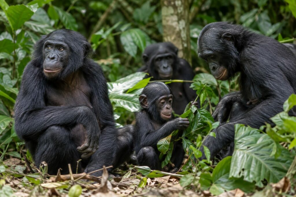 Bonobo de la forêt du Congo — a small group near broad leaves