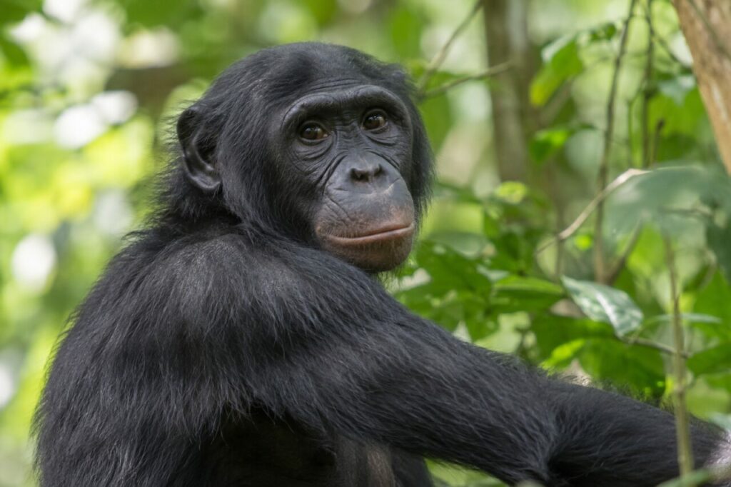 Bonobo de la forêt du Congo — close portrait under a green canopy