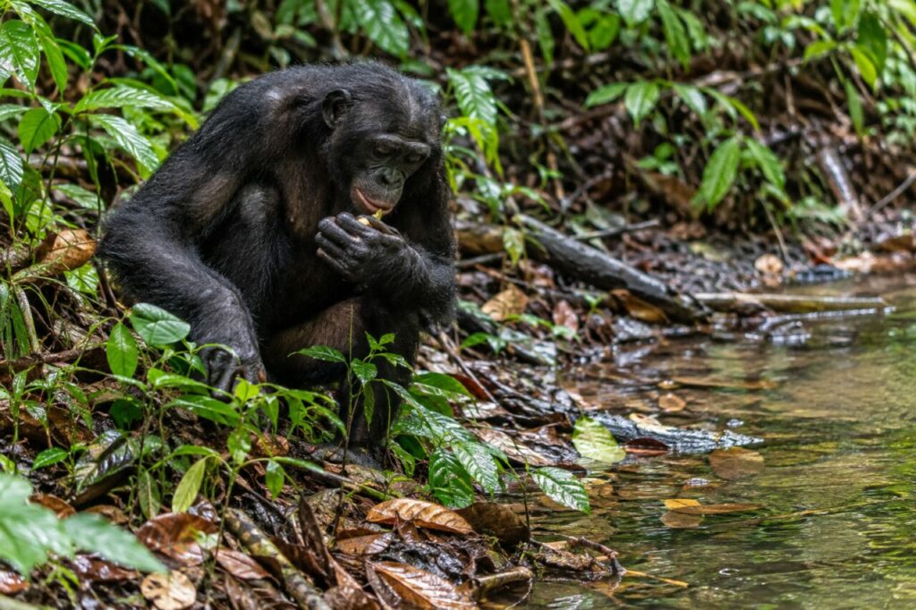 Bonobo de la forêt du Congo — foraging beside a forest stream