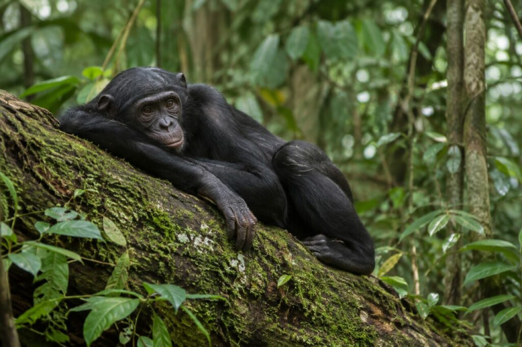 Bonobo de la forêt du Congo — resting on a mossy fallen trunk