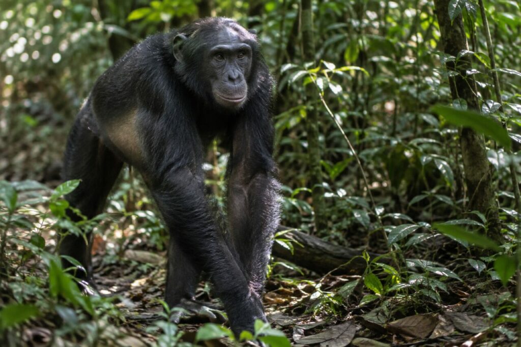 Bonobo de la forêt du Congo — walking through filtered rainforest light
