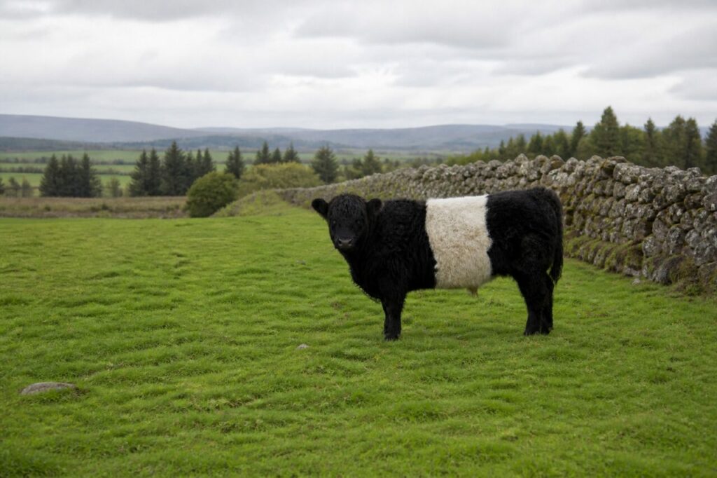 Offene Weide umgibt ein kleines schwarzweißes Rind — Belted-Galloway-Rind
