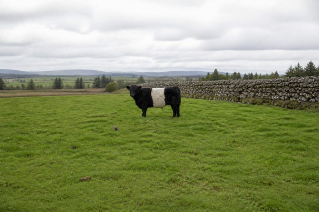 Fern vor der langen Feldmauer bleibt das Belted-Galloway-Rind auf der Wiese — Belted-Galloway-Rind