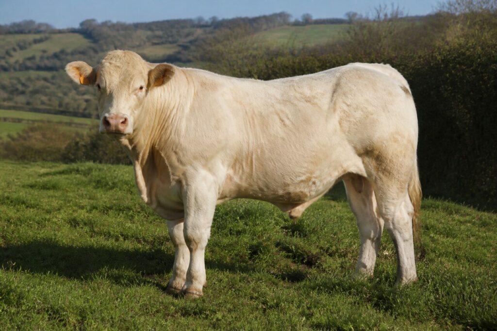 Bovin Charolais adulte dans le bocage du Charolais-Brionnais, France