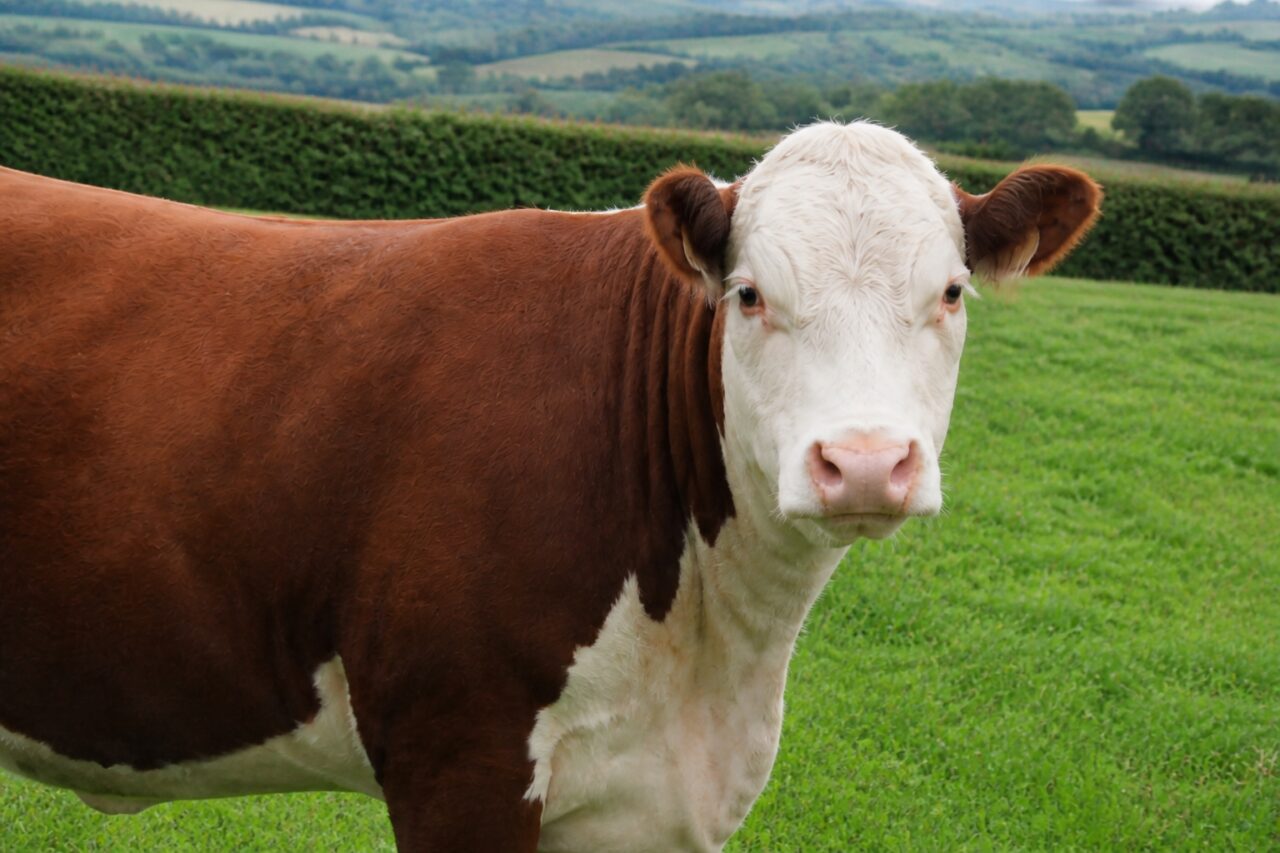 Roze muil onder het witte voorhoofd — Hereford-type rund