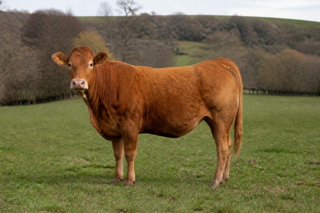 Bovin Limousin adulte dans une prairie du Limousin, France