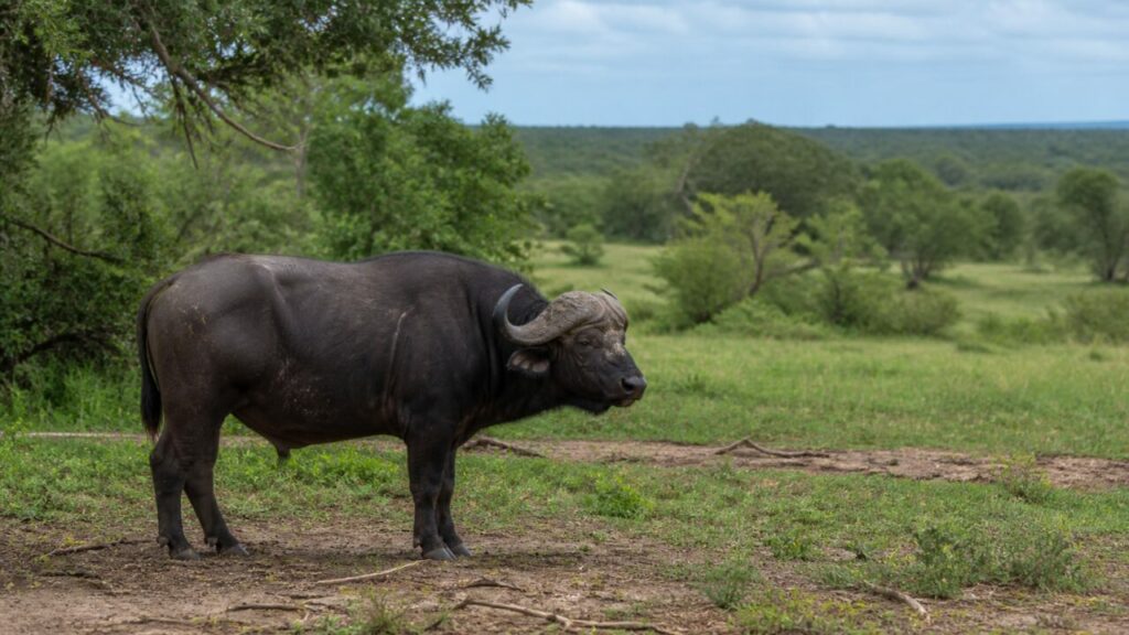 Profilo scuro al margine del bosco aperto — Bufalo africano